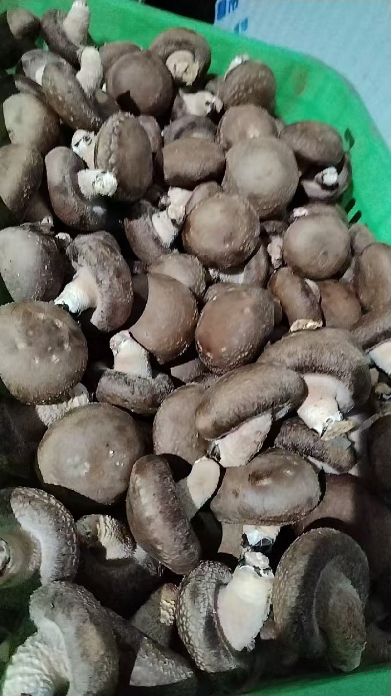 精品香菇上市，鲜香菇量大质优可发全国市场可视频看货