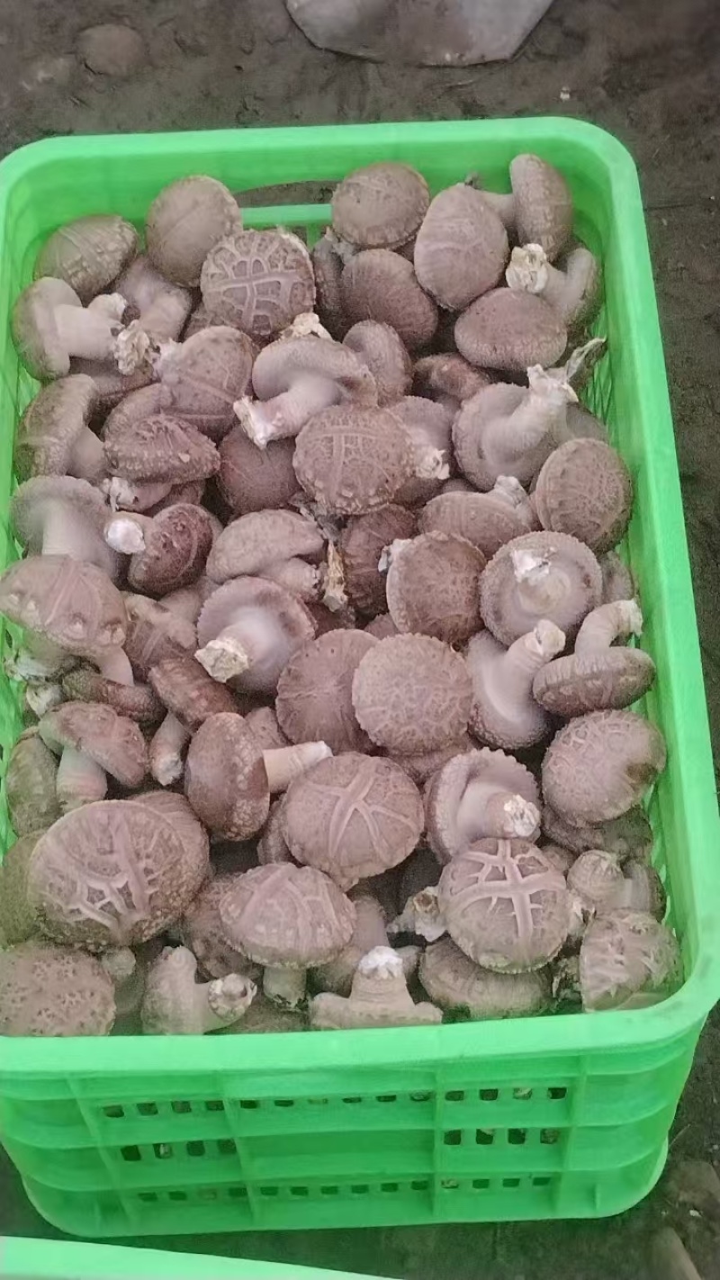 精品香菇上市，鲜香菇量大质优可发全国市场可视频看货