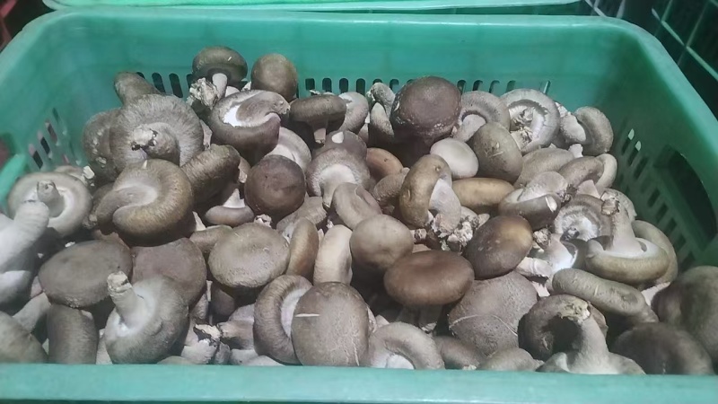 精品香菇上市，鲜香菇量大质优可发全国市场可视频看货