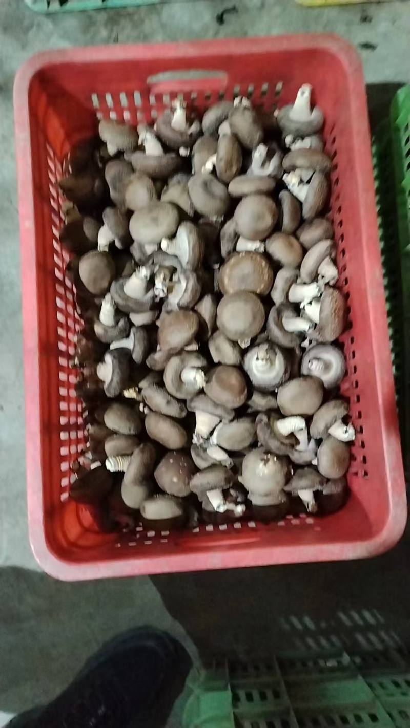 精品香菇上市，鲜香菇量大质优可发全国市场可视频看货