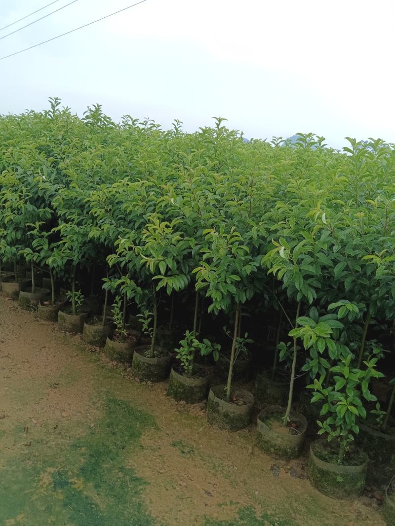 白银木铁冬青基地直发品种齐全技术指导量大优惠
