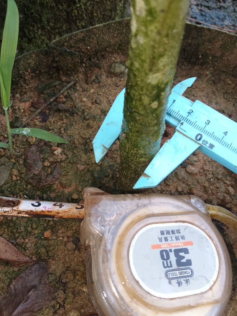 白银木铁冬青基地直发品种齐全技术指导量大优惠