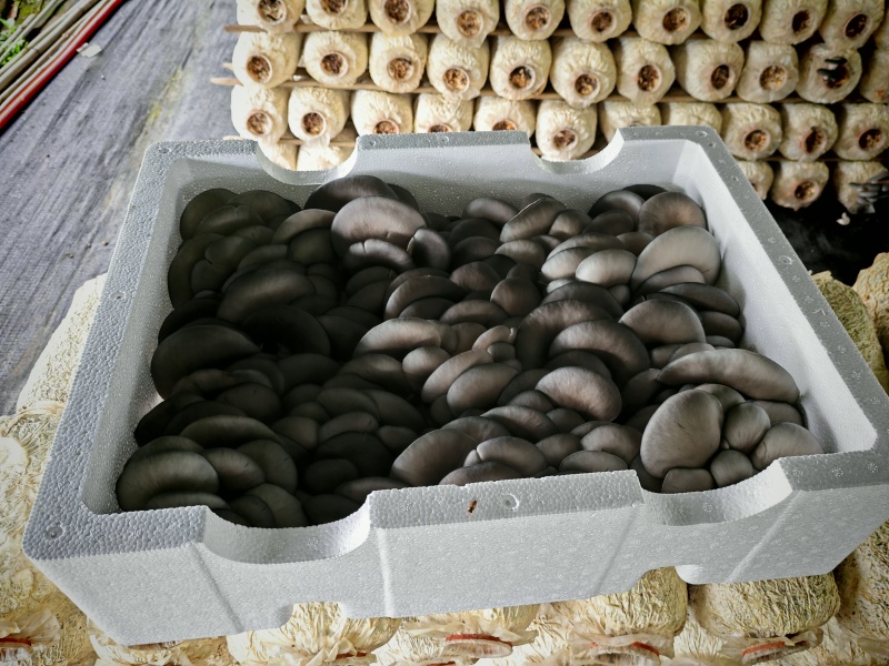 反季节种植基地平菇直销，价格随行情，欢迎老板联系