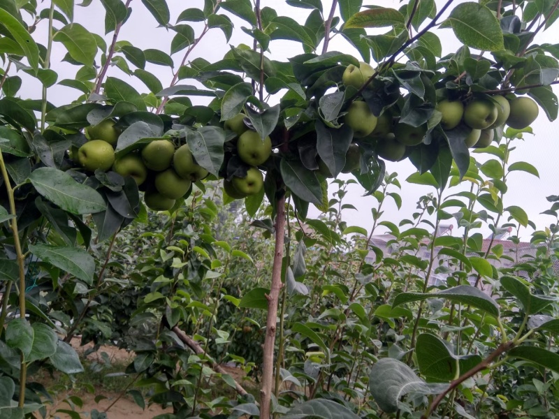 翠冠梨树苗早熟梨树1-5公分杜梨根系嫁接梨苗