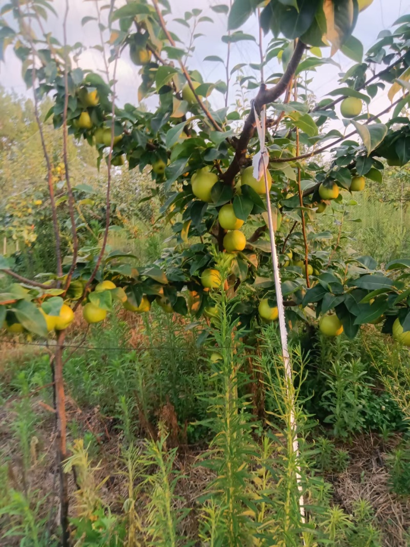 翠冠梨树苗早熟梨树1-5公分杜梨根系嫁接梨苗