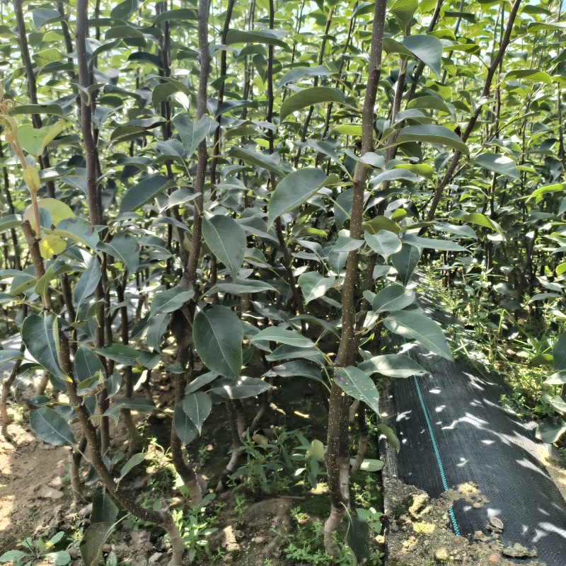 翠冠梨树苗早熟梨树1-5公分杜梨根系嫁接梨苗