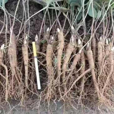 牡丹苗，白芍苗，赤芍苗包成活芽率达国家标准