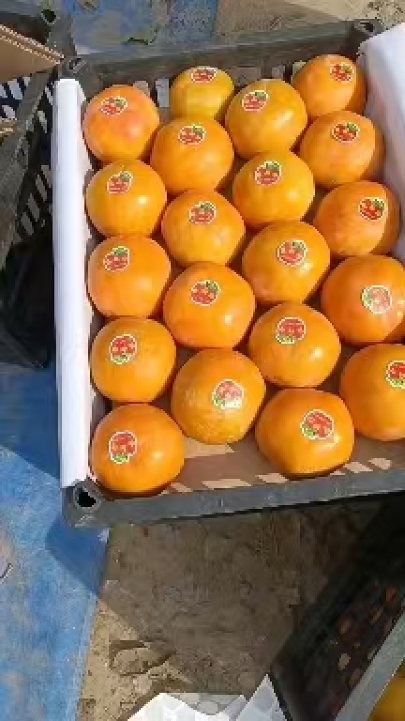 阳丰甜柿陕西柿子产地直发品质保障对接商超市场社区