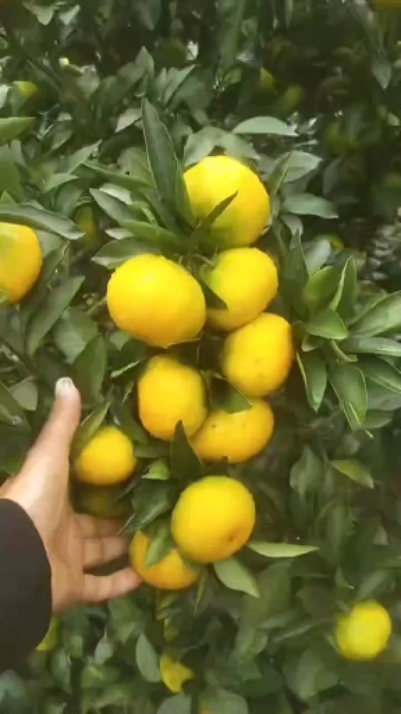 【大丰蜜橘】浙江蜜橘上市中量大全国接单耐运输