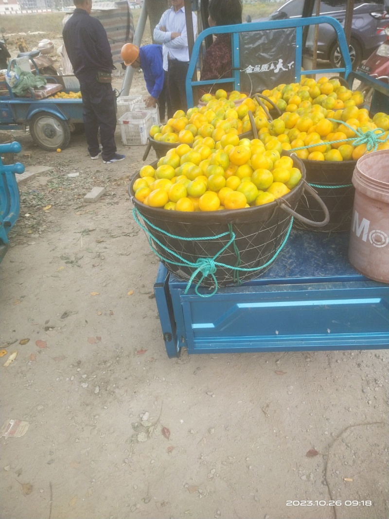 【大丰蜜橘】浙江蜜橘上市中量大全国接单耐运输