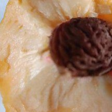 离核黄油桃