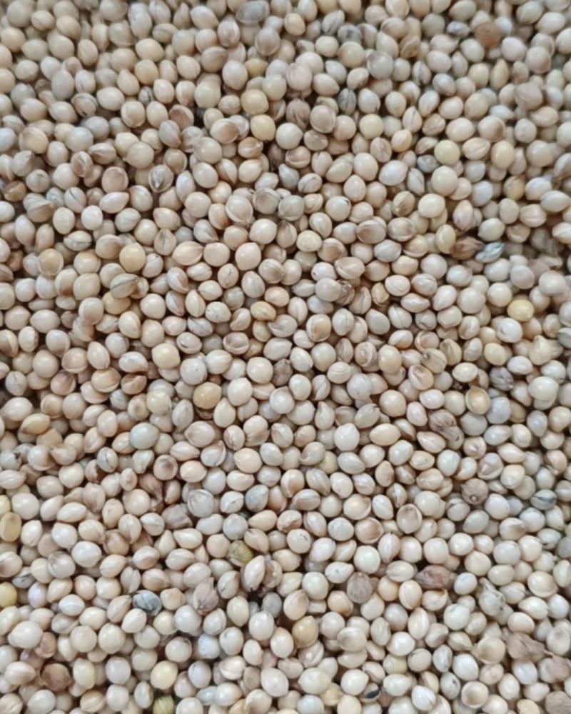 黍子品质优良货源充足量大从优价格美丽