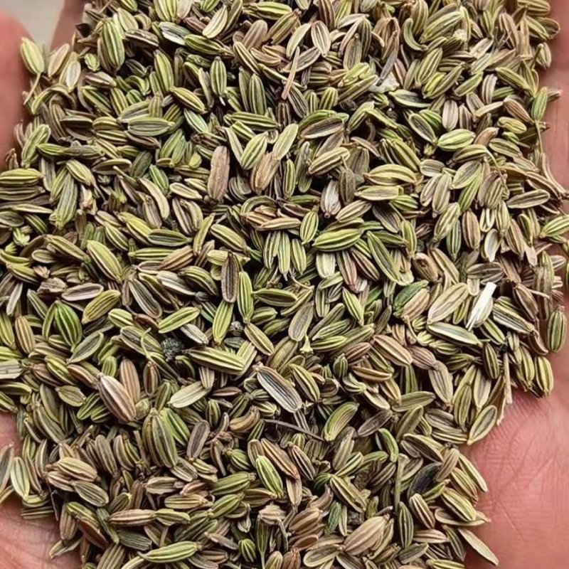 小茴香甘肃民勤产地直销！品质保证货源充足、量大从优