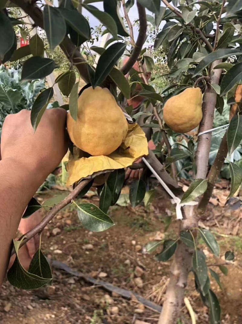 晚熟梨苗1-3公分植株健壮梨树丑梨苗包成活