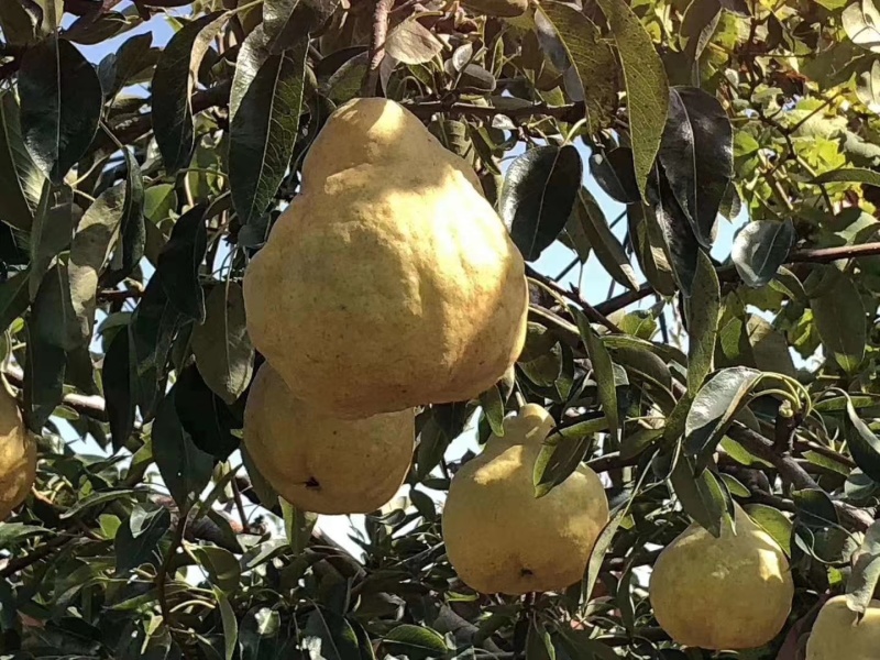 晚熟梨苗1-3公分植株健壮梨树丑梨苗包成活