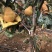 晚熟梨苗1-3公分植株健壮梨树丑梨苗包成活