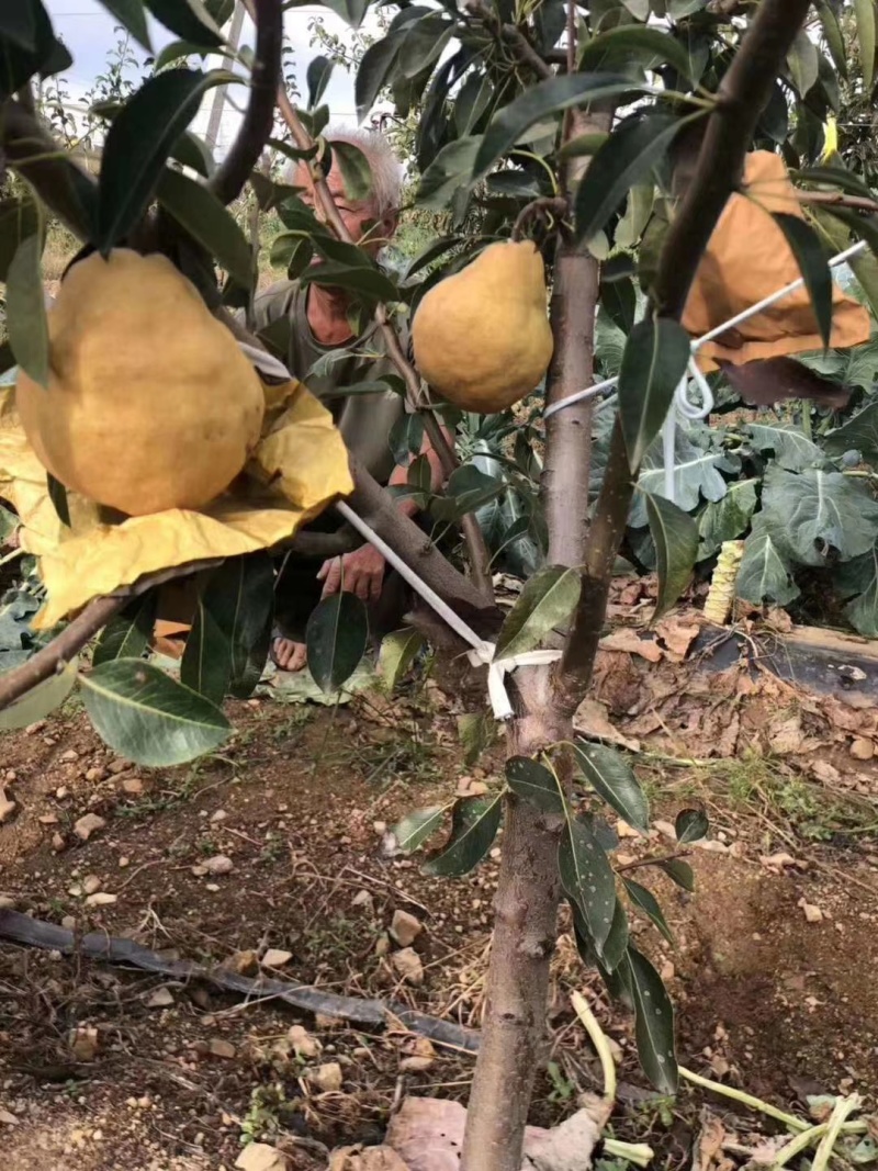 晚熟梨苗1-3公分植株健壮梨树丑梨苗包成活