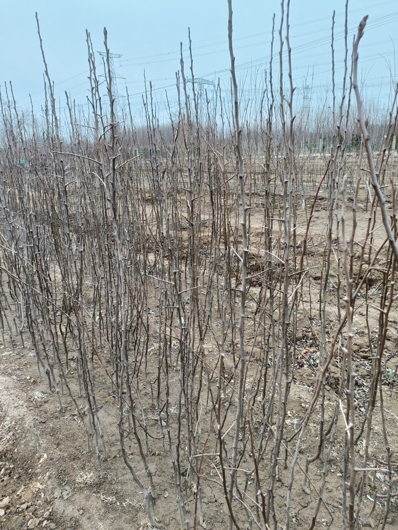 晚熟梨苗1-3公分植株健壮梨树丑梨苗包成活