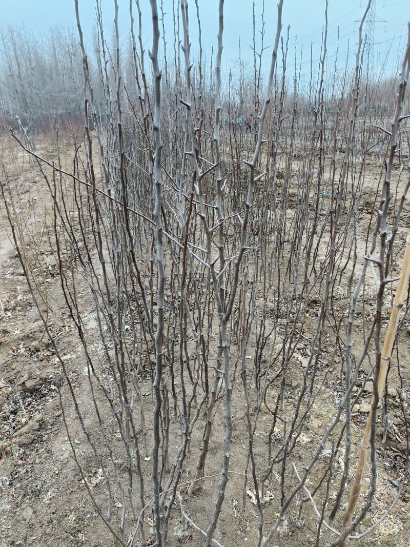 晚熟梨苗1-3公分植株健壮梨树丑梨苗包成活