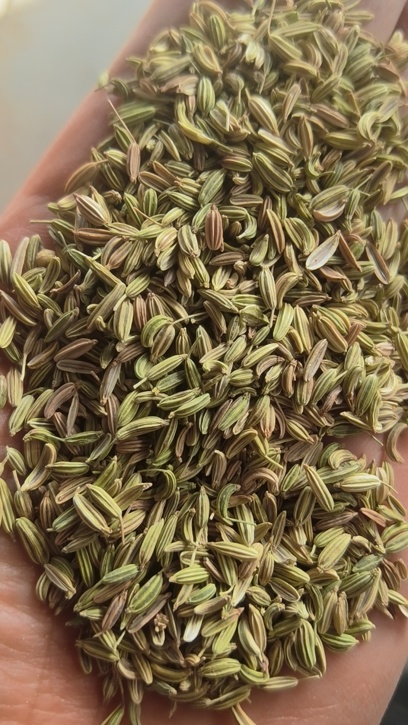 小茴香甘肃民勤产地直销！品质保证货源充足、量大从优