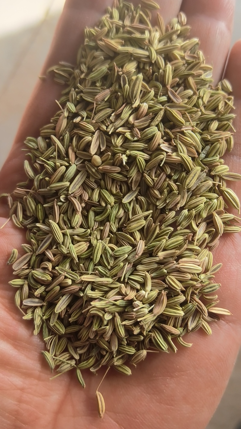 小茴香甘肃民勤产地直销！品质保证货源充足、量大从优