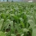 【热销】山东面条菜种植基地量大从优保质保量现挖现发