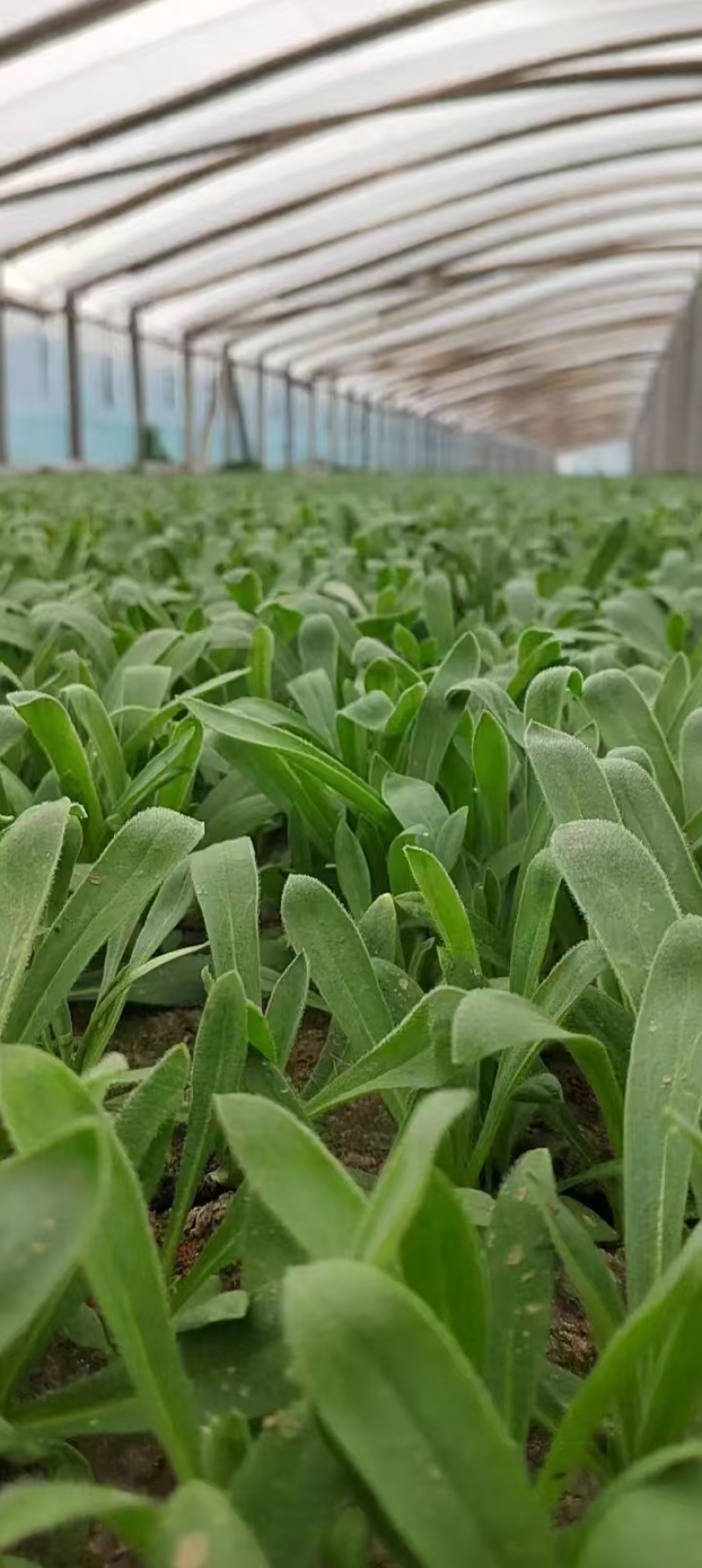 【热销】山东面条菜种植基地量大从优保质保量现挖现发