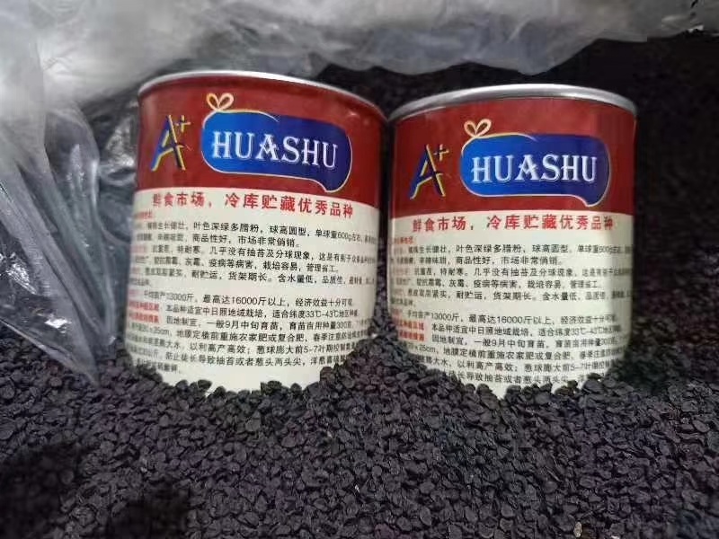 紫大球紫色洋葱种子肉质脆嫩辣味较浓高圆型