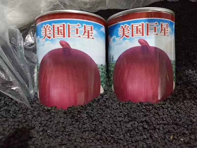 紫大球紫色洋葱种子肉质脆嫩辣味较浓高圆型