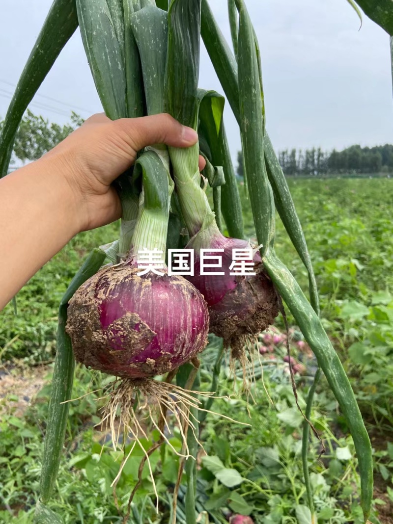 紫大球紫色洋葱种子肉质脆嫩辣味较浓高圆型