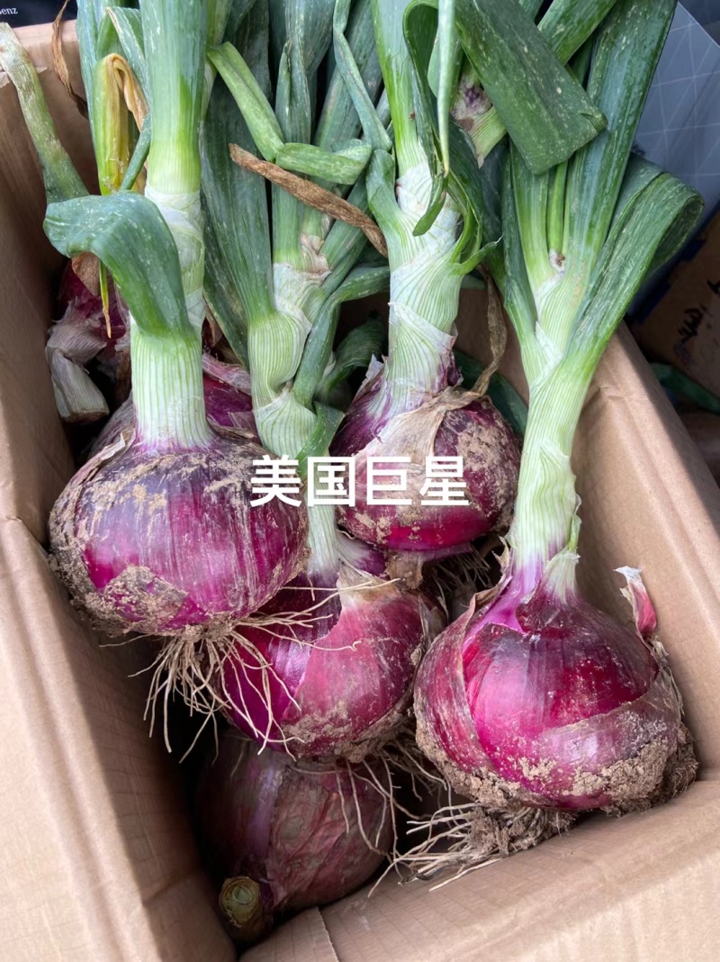 紫大球紫色洋葱种子肉质脆嫩辣味较浓高圆型