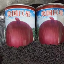 紫大球紫色洋葱种子肉质脆嫩辣味较浓高圆型