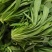 【畅销】山东特色面条菜特色野菜蔬菜量大从优
