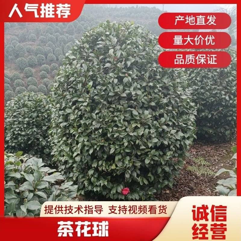 茶花，四级茶花，高杆茶花，高县罗场镇蜀兴苗木苗圃