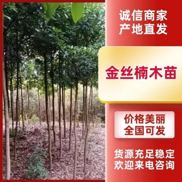 金丝楠木，楠木苗，四川宜宾金丝楠木种植基地可以视频看货