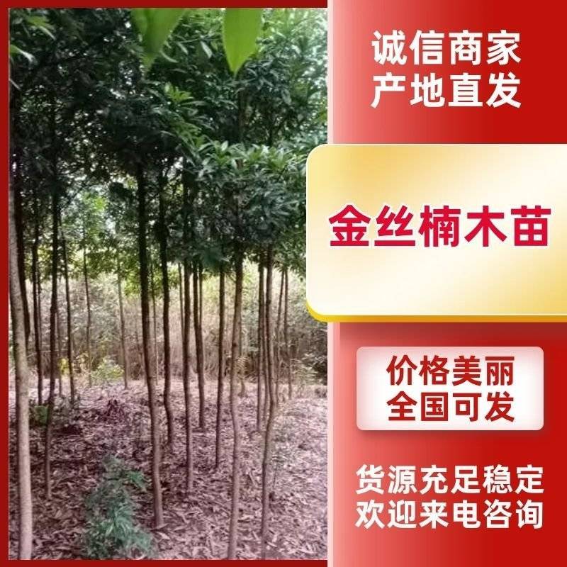金丝楠木，楠木苗，四川宜宾金丝楠木种植基地可以视频看货
