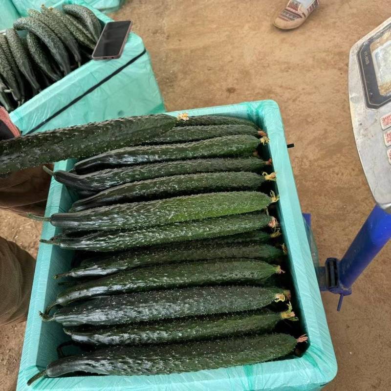 云南黄瓜货源充足场地直发品质保证对接各大批发商欢迎致电