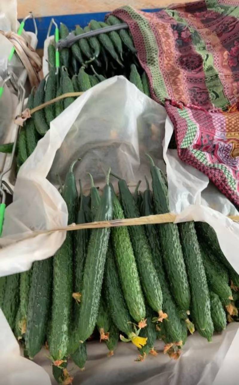 云南黄瓜货源充足场地直发品质保证对接各大批发商欢迎致电