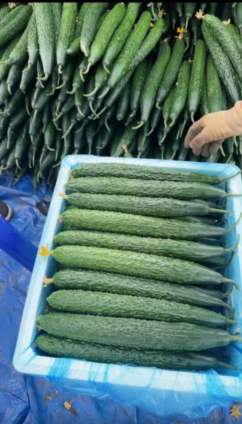 云南黄瓜货源充足场地直发品质保证对接各大批发商欢迎致电