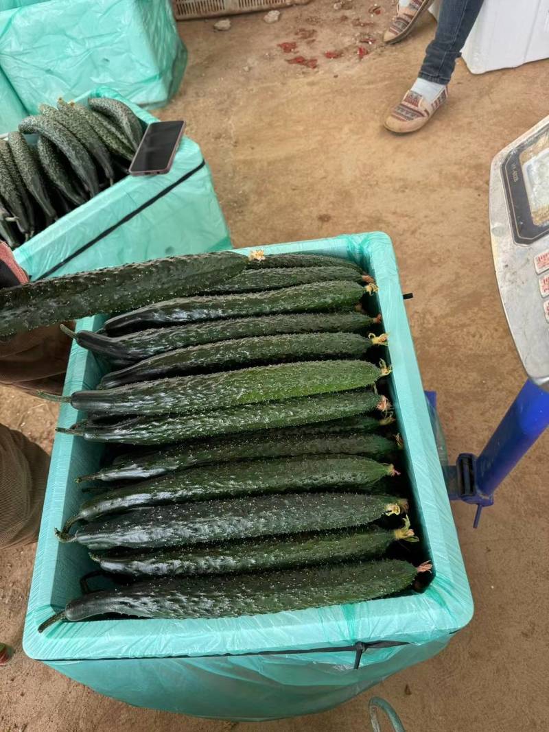 云南黄瓜货源充足场地直发品质保证对接各大批发商欢迎致电