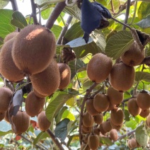 眉县徐香猕猴桃🥝