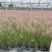 水生植物粉黛乱子草2加伦、3加伦，基地有量，欢迎订购。