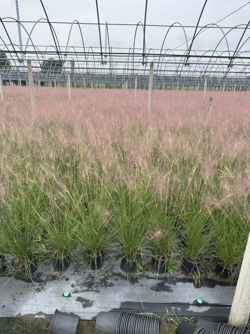 水生植物粉黛乱子草2加伦、3加伦，基地有量，欢迎订购。
