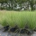 水生植物粉黛乱子草2加伦、3加伦，基地有量，欢迎订购。