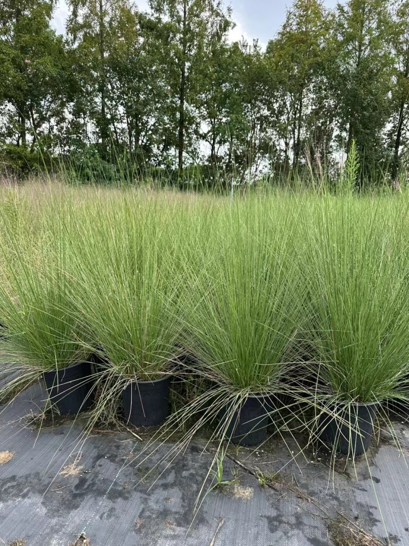 水生植物粉黛乱子草2加伦、3加伦，基地有量，欢迎订购。