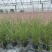 水生植物粉黛乱子草2加伦、3加伦，基地有量，欢迎订购。