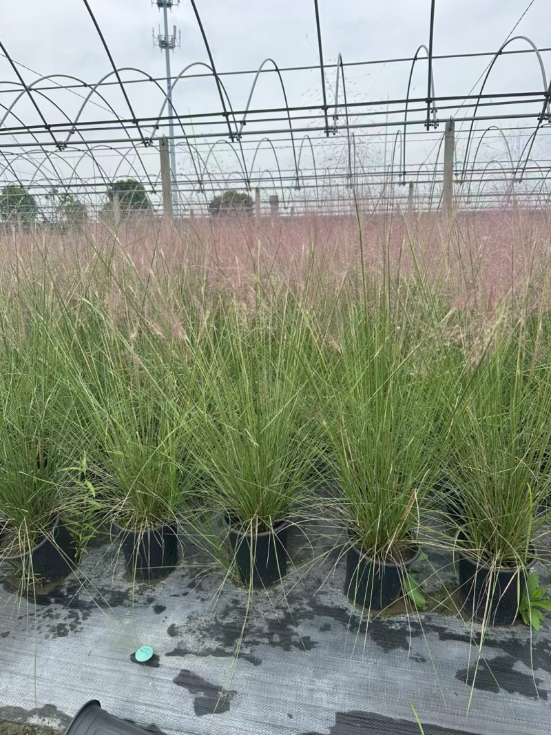 水生植物粉黛乱子草2加伦、3加伦，基地有量，欢迎订购。
