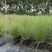 水生植物粉黛乱子草2加伦、3加伦，基地有量，欢迎订购。
