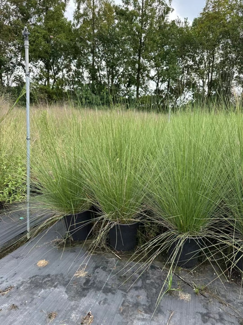 水生植物粉黛乱子草2加伦、3加伦，基地有量，欢迎订购。
