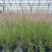 水生植物粉黛乱子草2加伦、3加伦，基地有量，欢迎订购。
